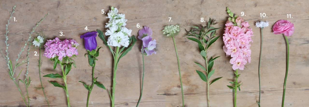 Sussex Meadow flowers